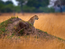Leopard