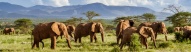 safari-elephants
