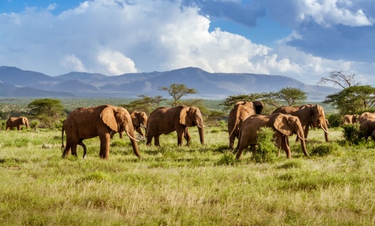 safari-elephants