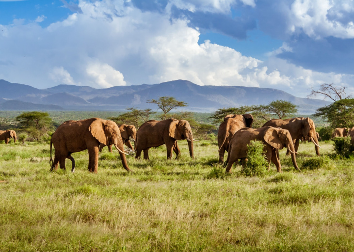 safari-elephants