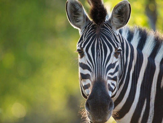 zebre