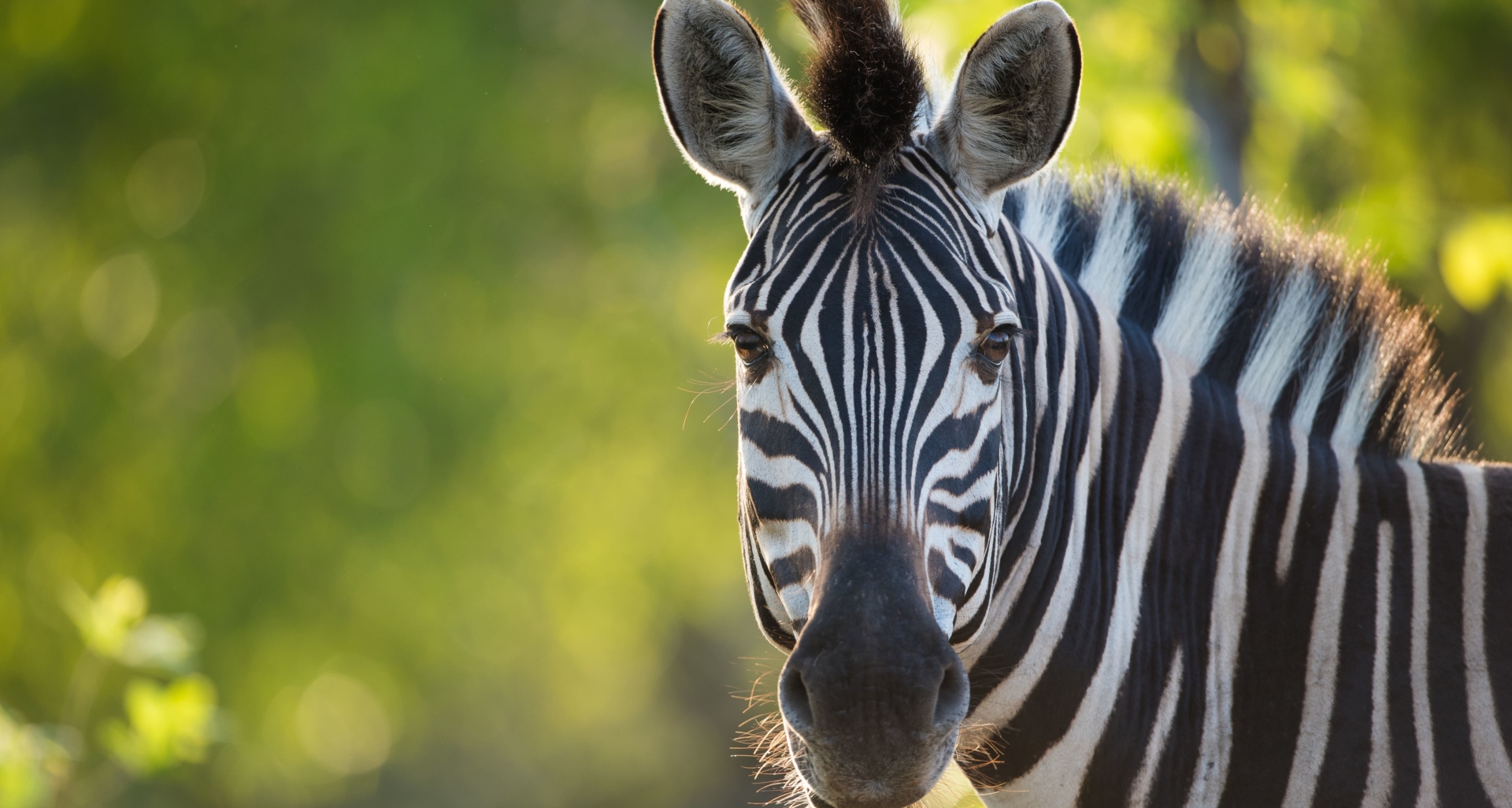 zebre