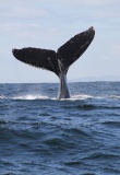 mer-baleine-afrique-du-sud