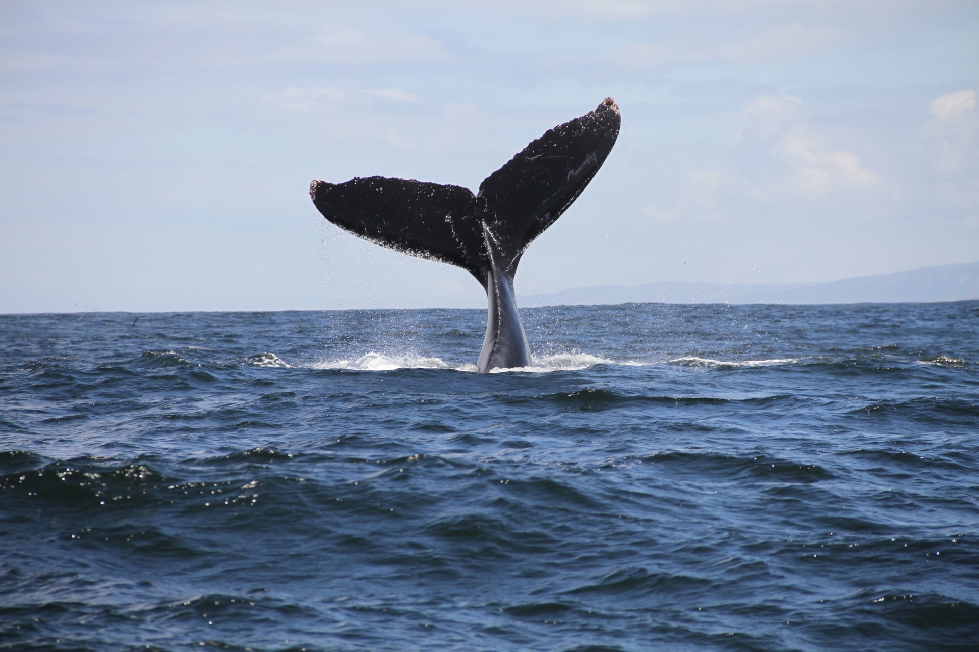 mer-baleine-afrique-du-sud