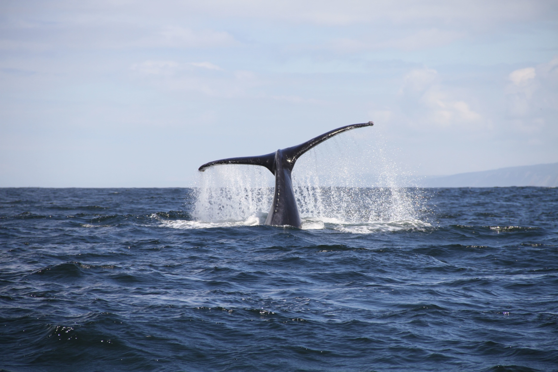 mer-queue-baleine-hermanus