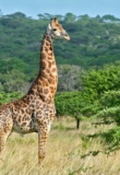 Hluhluwe-girafe-brousse-safari