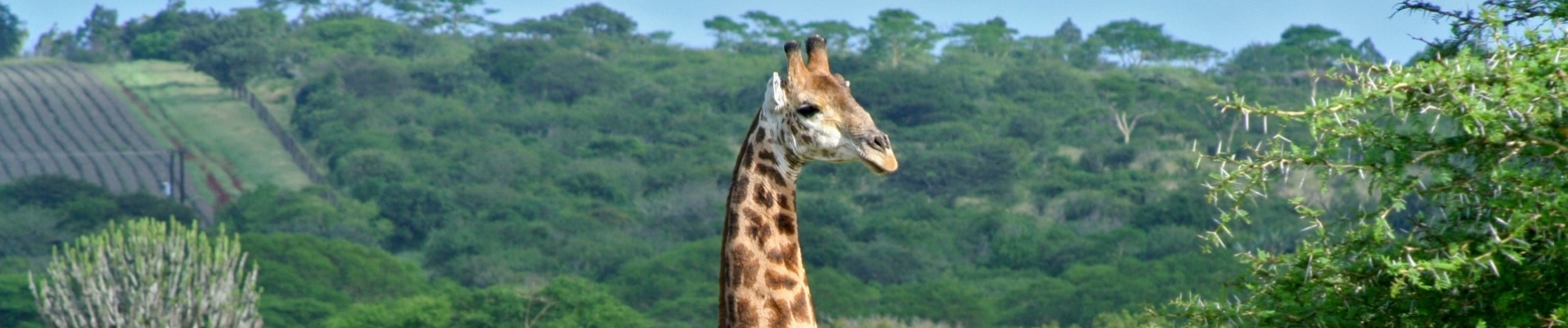 Hluhluwe-girafe-brousse-safari