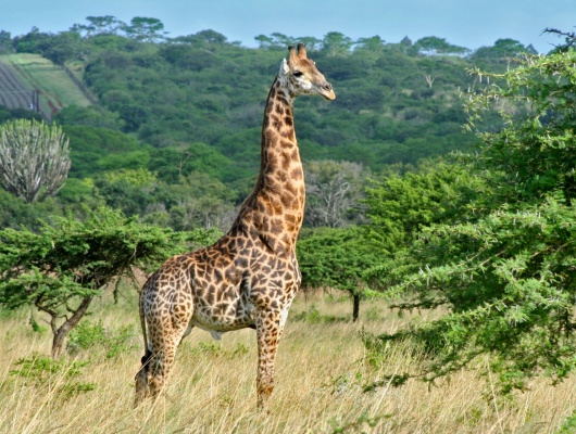 Hluhluwe-girafe-brousse-safari