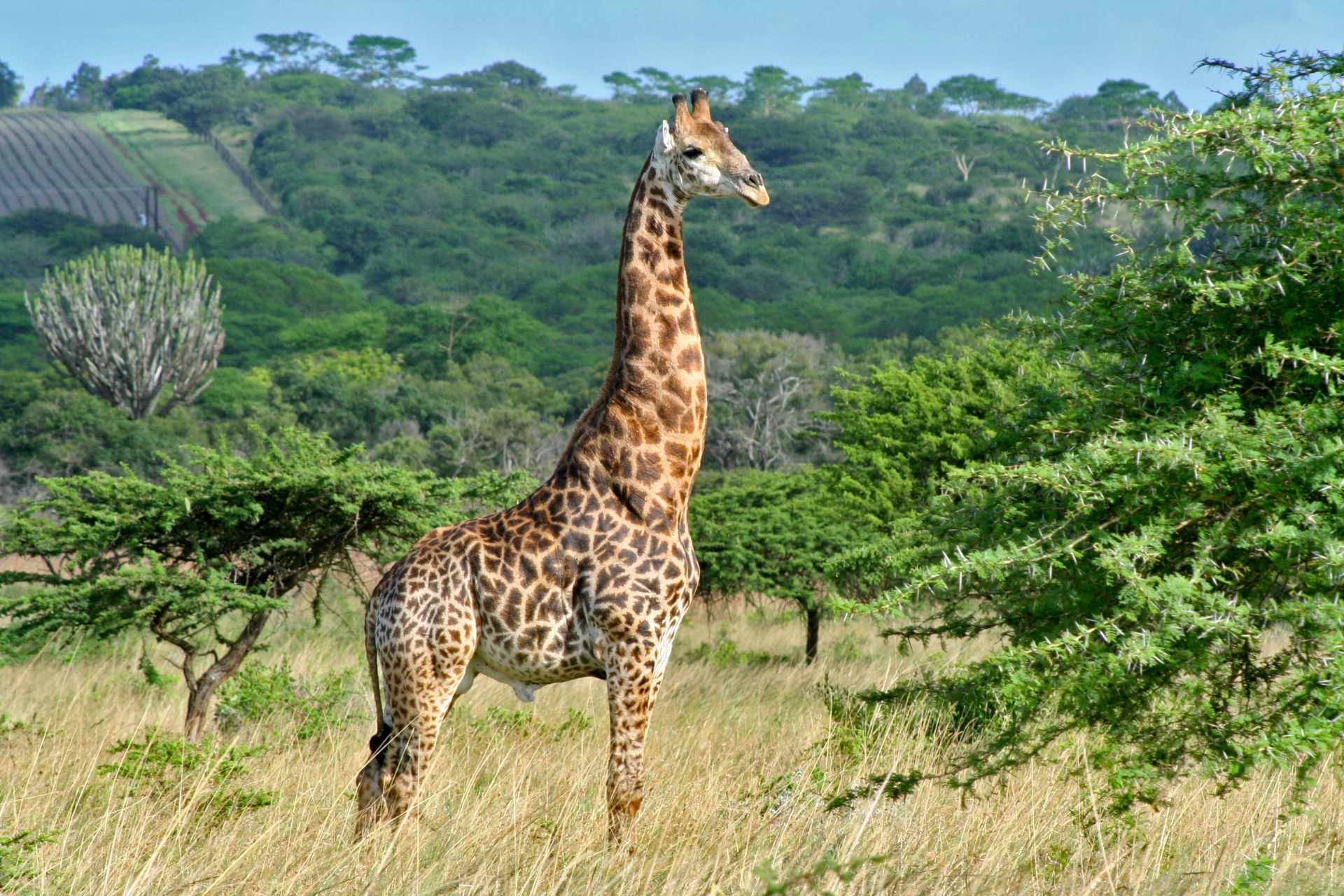 Hluhluwe-girafe-brousse-safari