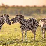 savane-safari-zebre