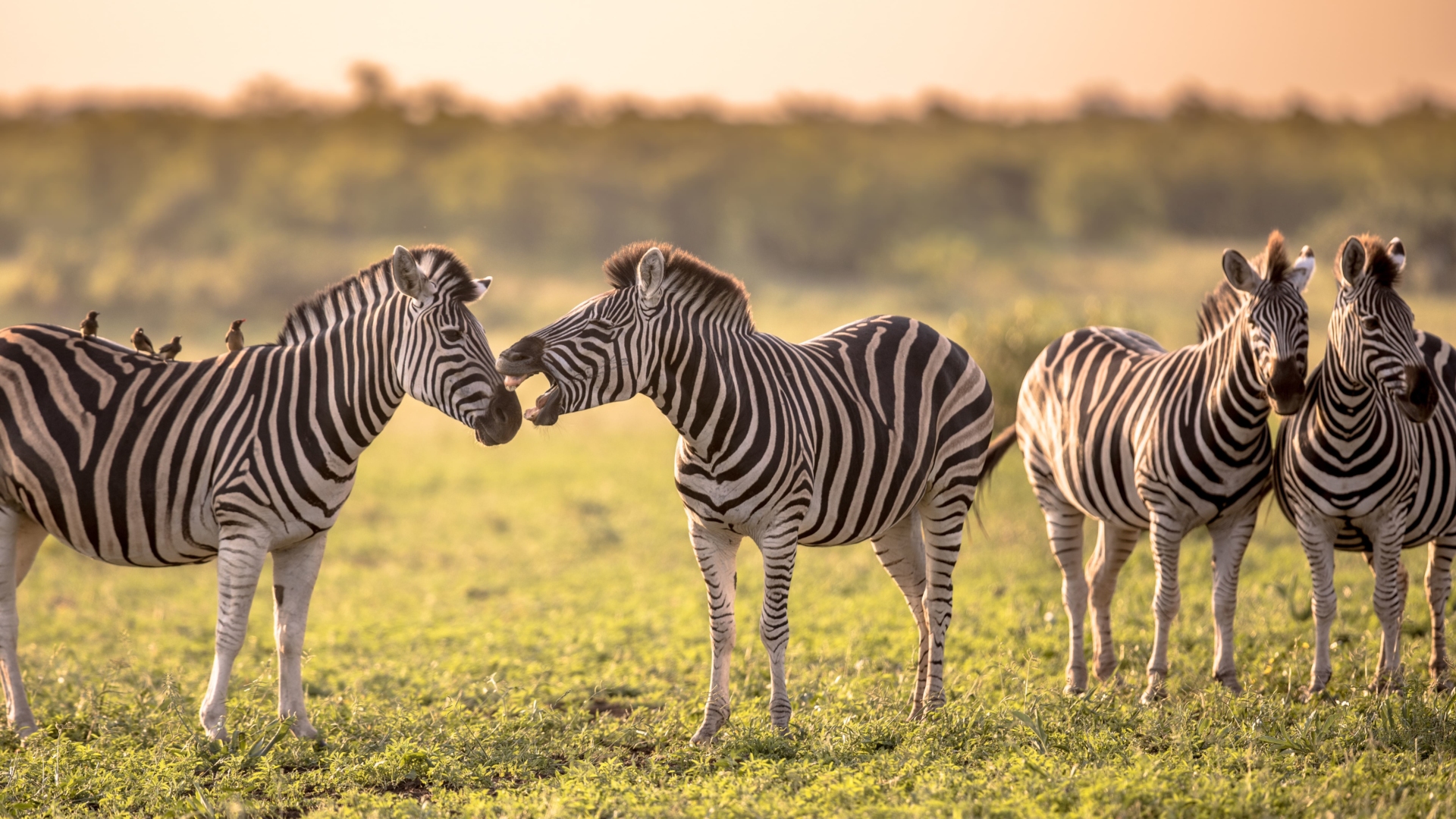 savane-safari-zebre