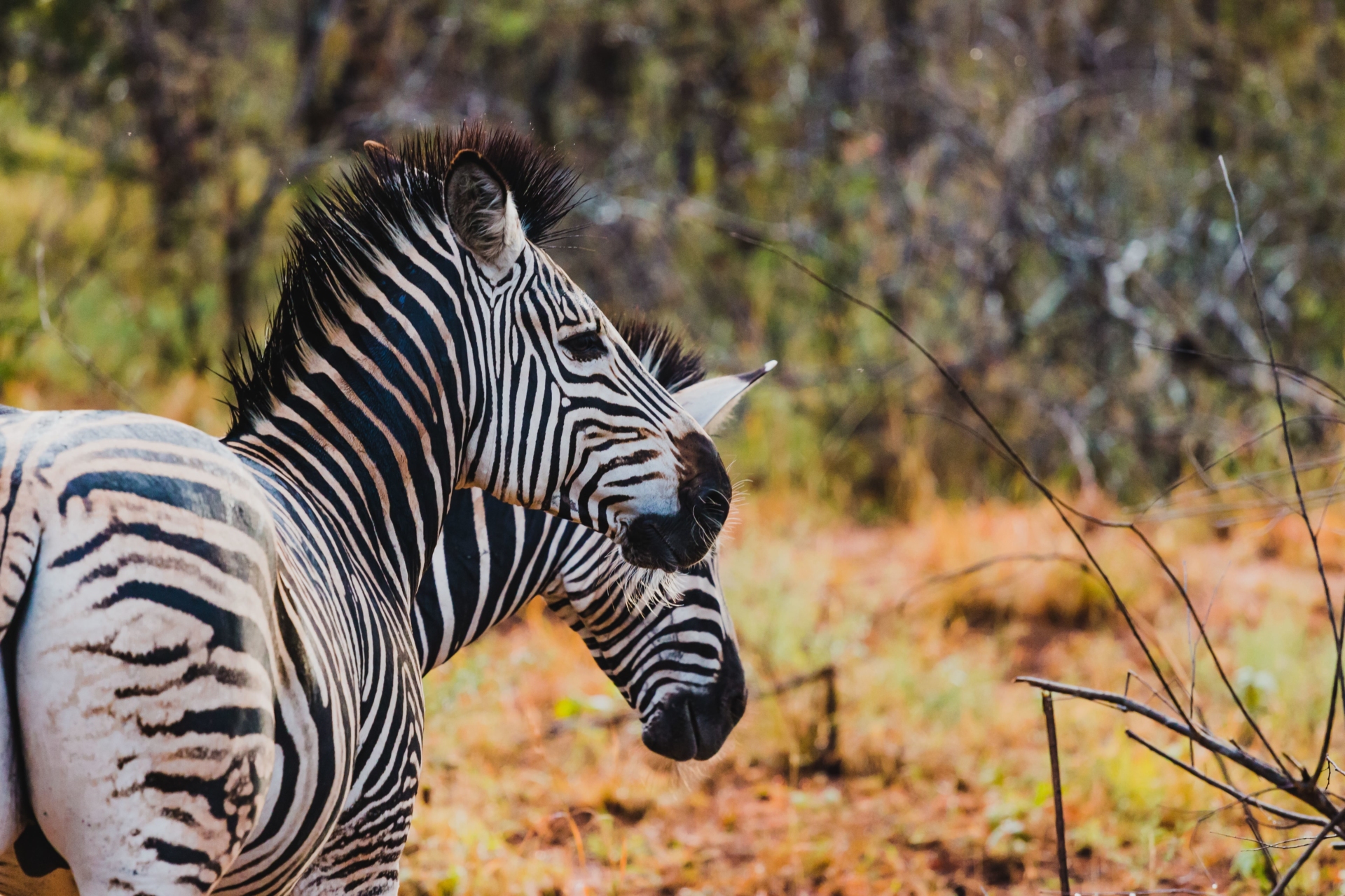 karongwe-zebres-savane
