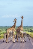 paysage-kruger-zebres-girafes-pistes