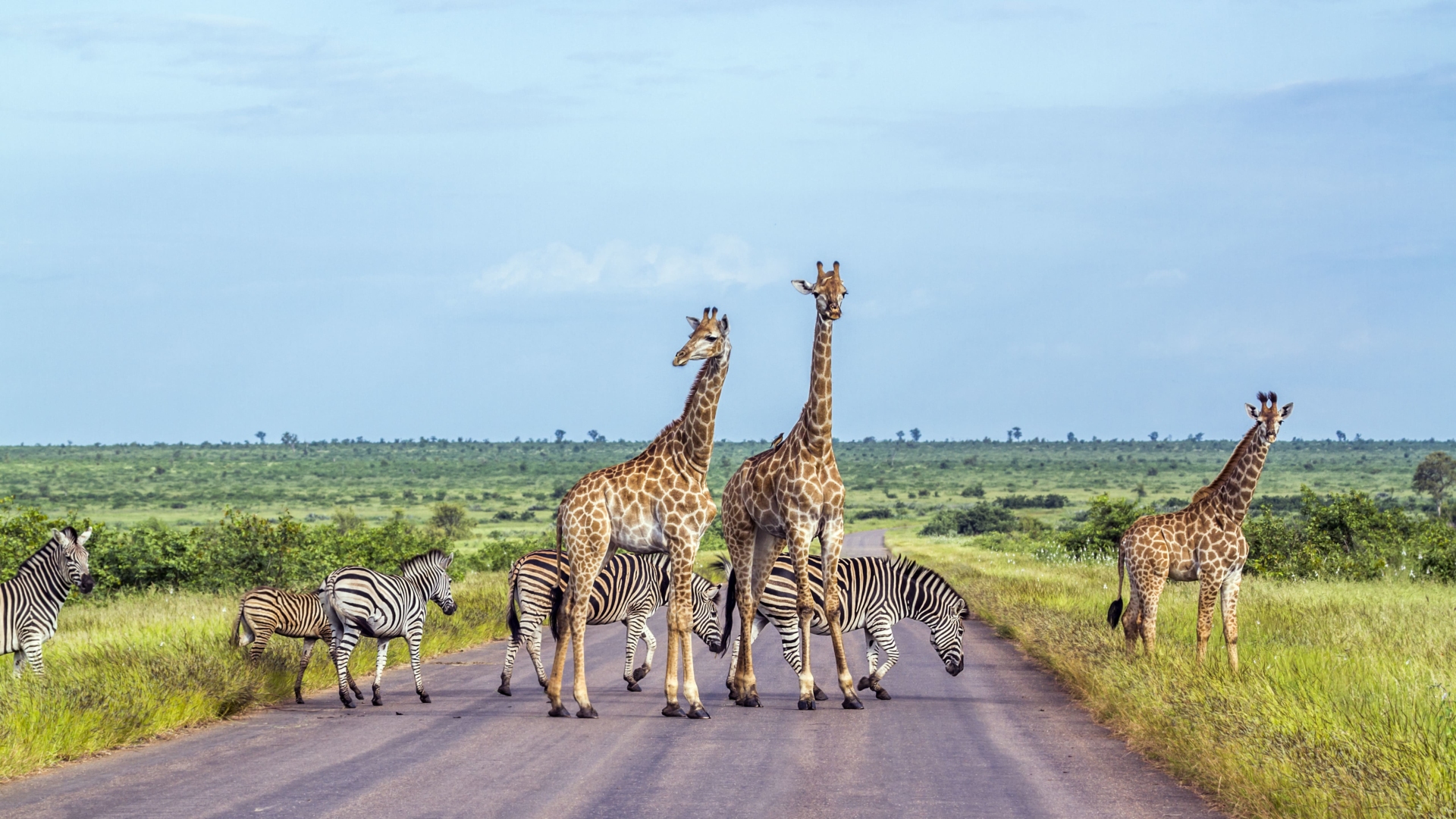 paysage-kruger-zebres-girafes-pistes