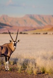 Namib-Naukluft-brousse-animal-sauvage