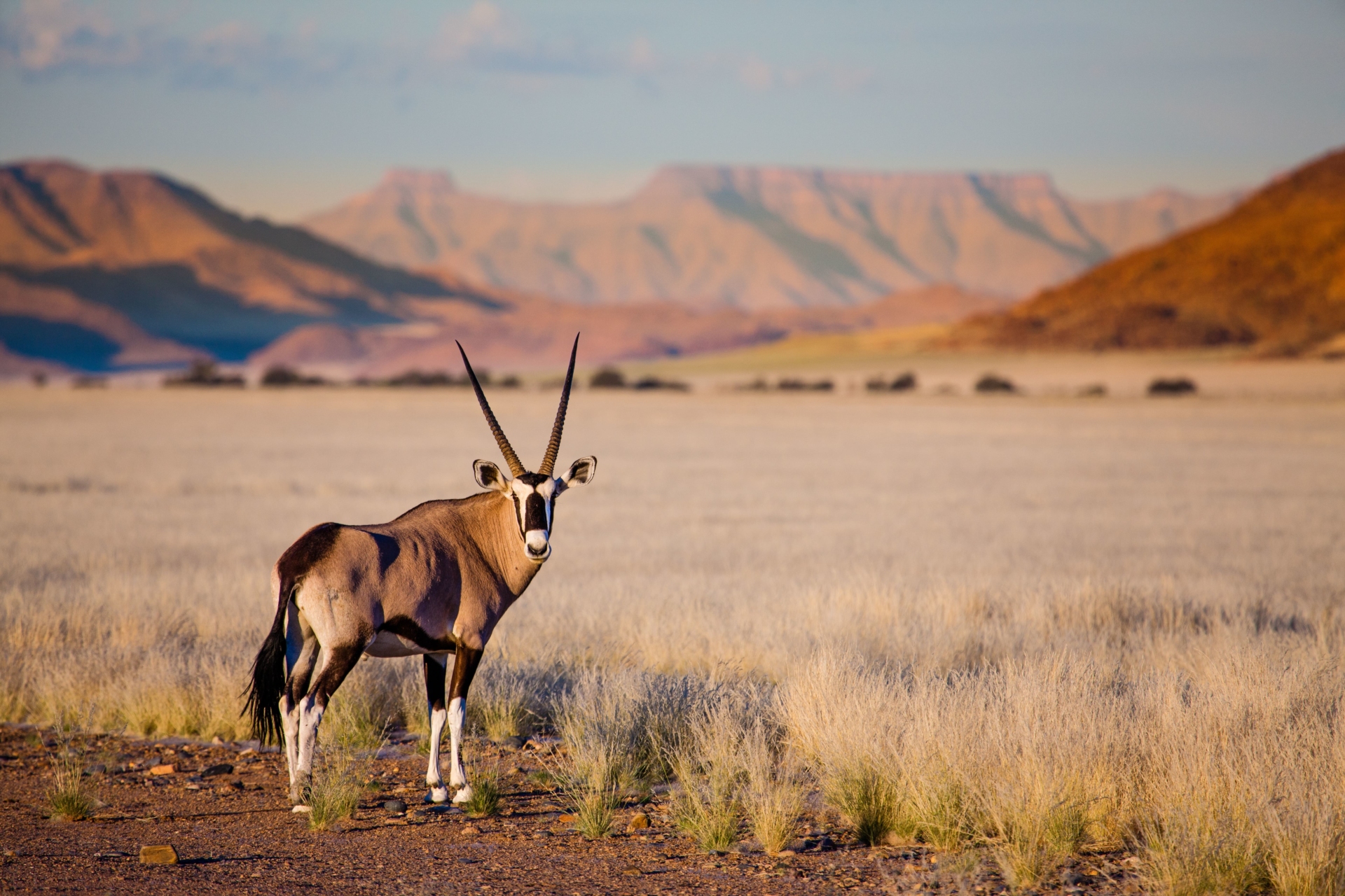 Namib-Naukluft-brousse-animal-sauvage