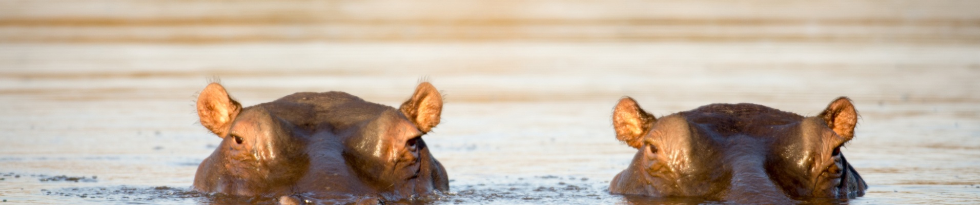 couple d'hippopotames