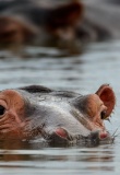 sainte-lucie-hippopotame-tete