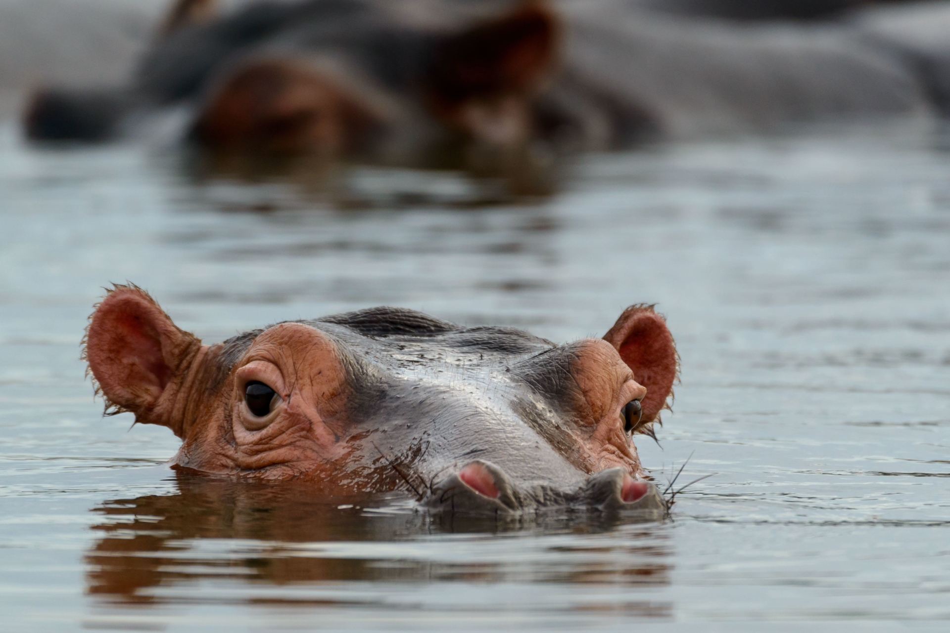 sainte-lucie-hippopotame-tete