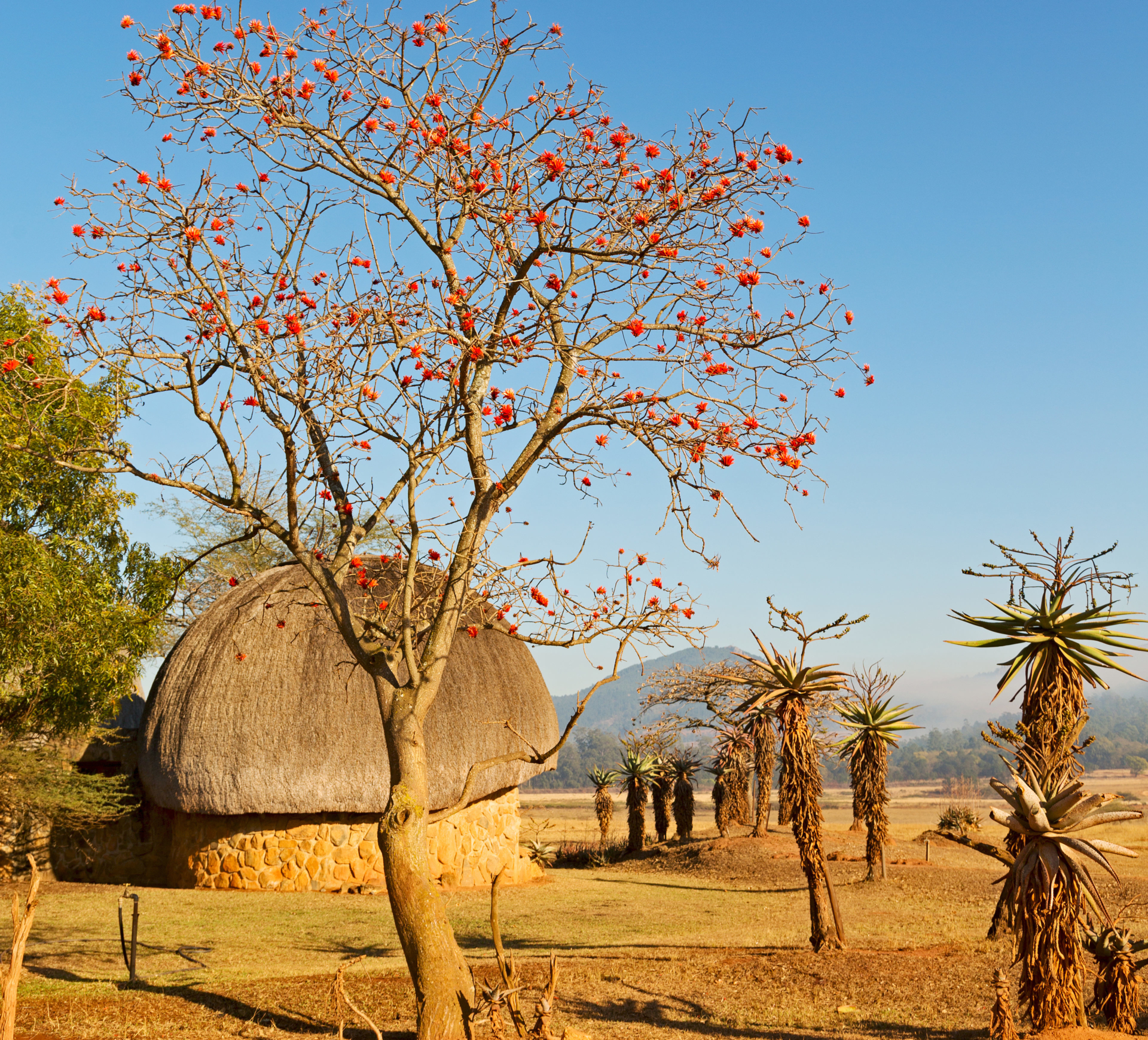 Swaziland-maison-traditionnelle-savane