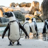 pingouins-plage-table-bay