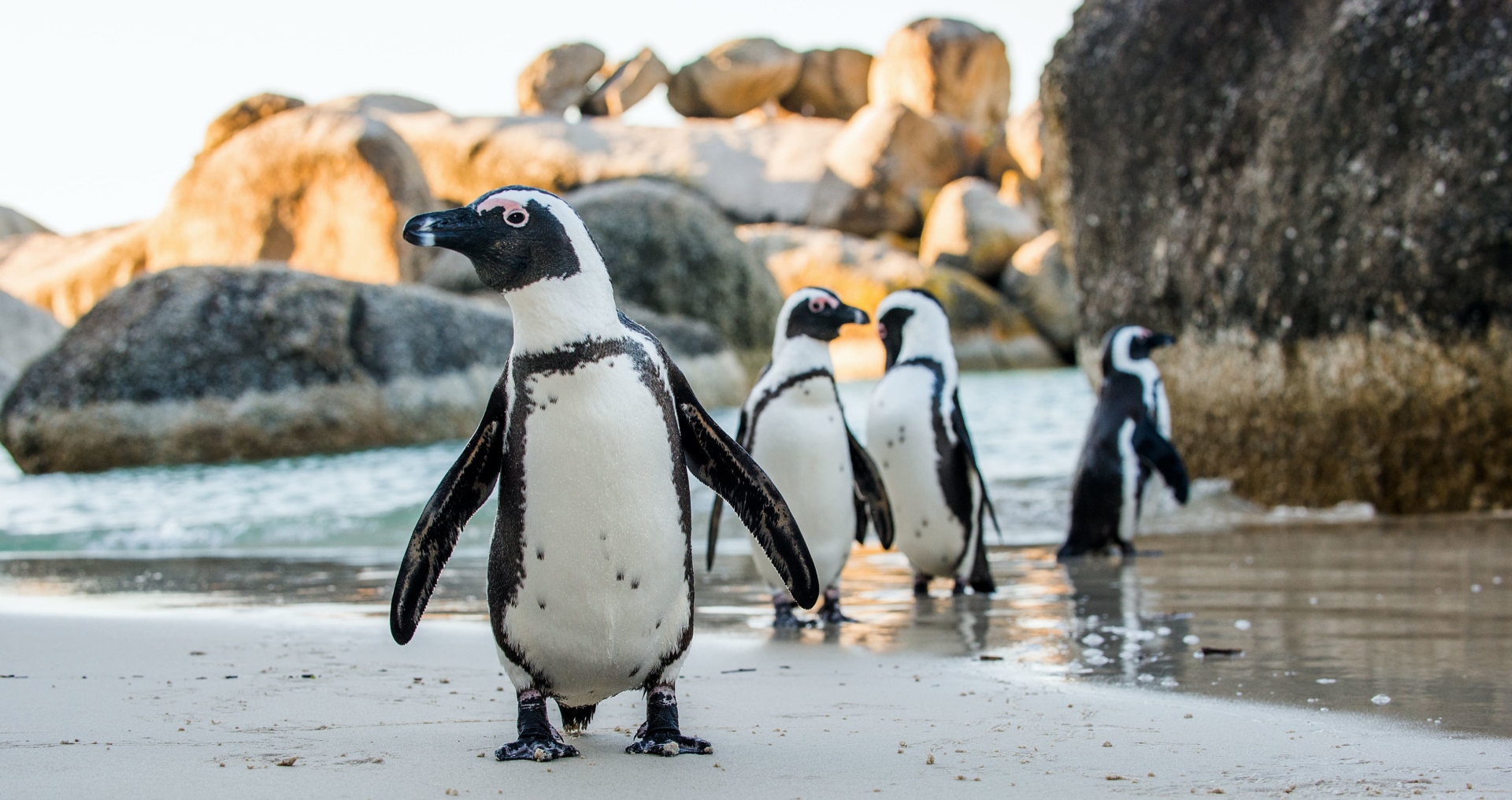 pingouins-plage-table-bay