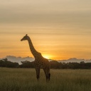 safari-girafe-soleil-couchant