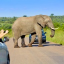 elephant-voitures-safari-kruger-autotour