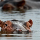 hippopotame-dans-l'eau