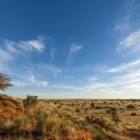 paysage-savane