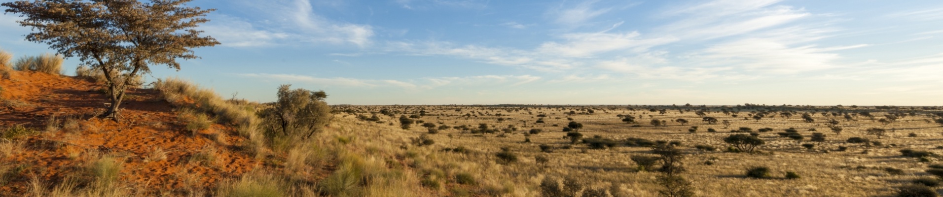 paysage-savane