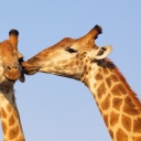 couple-de-girafes-bisous