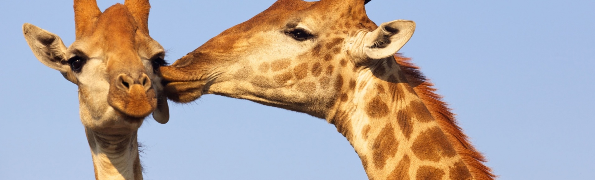 couple-de-girafes-bisous