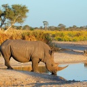 rhinocéros-savane-lac