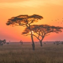 savane-coucher-de-soleil-oiseaux