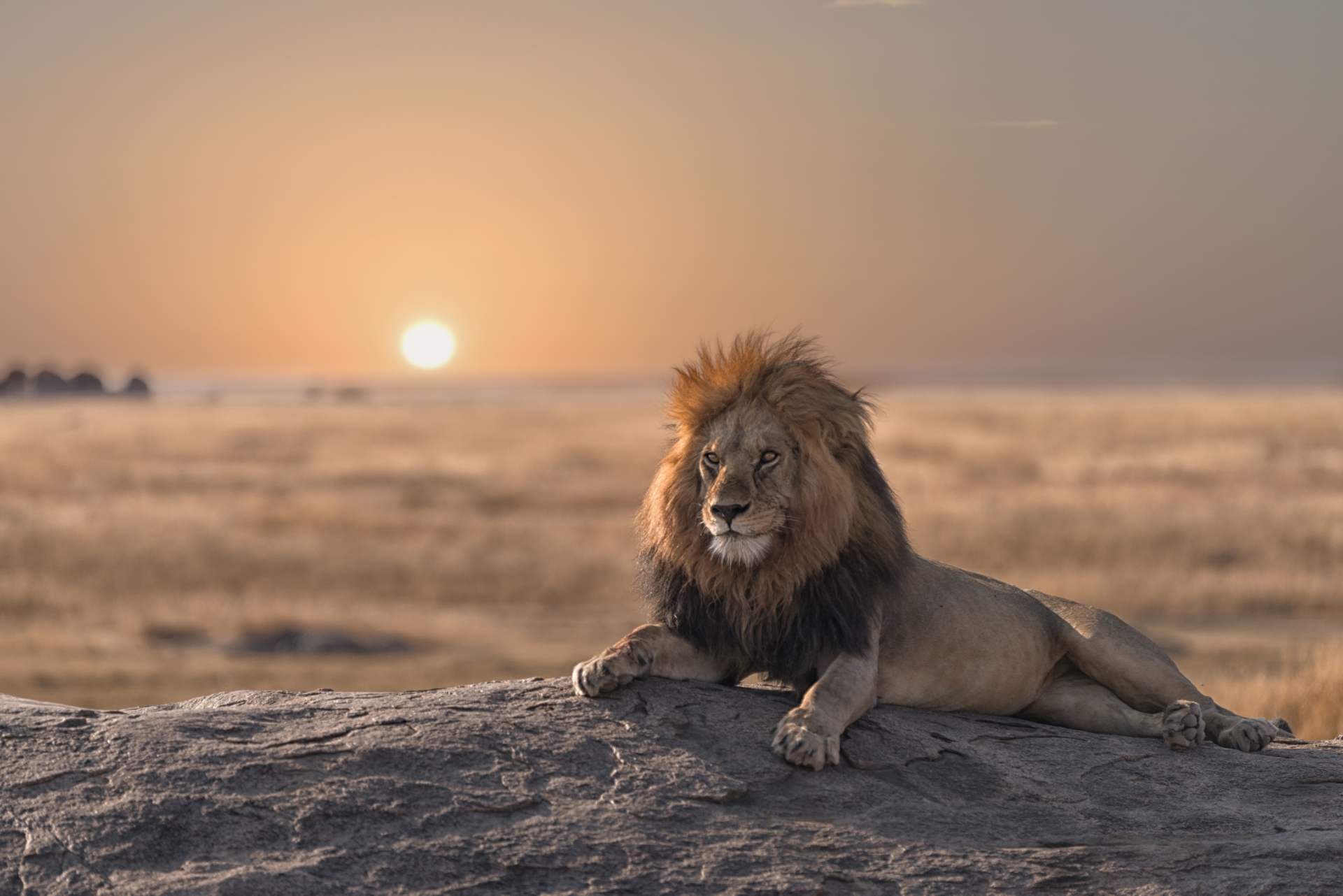 lion-allongé-coucher-de-soleil-rocher