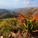 blyde-river-canyon-flore-paysage