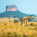 safari-faune-girafe-savane