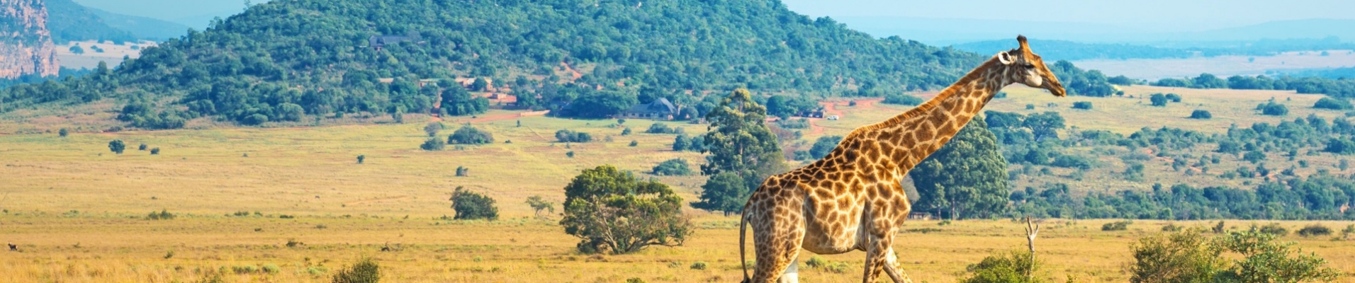 safari-faune-girafe-savane