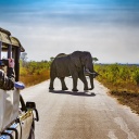 safari-piste-kruger-4x4