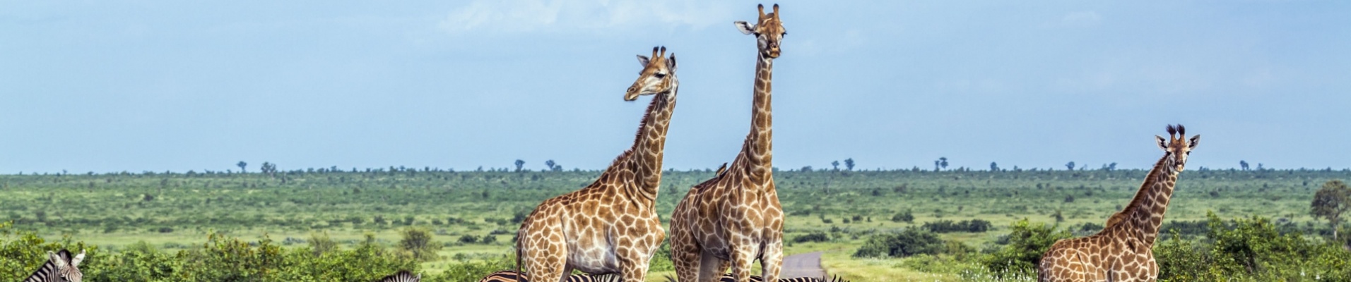 kruger-zebres-girafes-piste