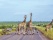 kruger-zebres-girafes-piste