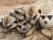 famille-suricates