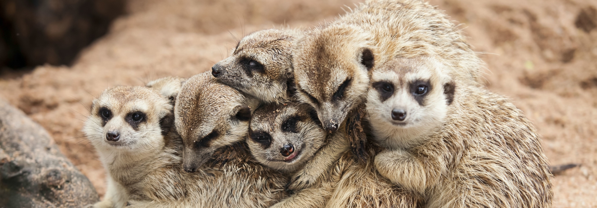 famille-suricates