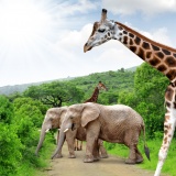 safari-elephant-girafe-nature-verdoyante