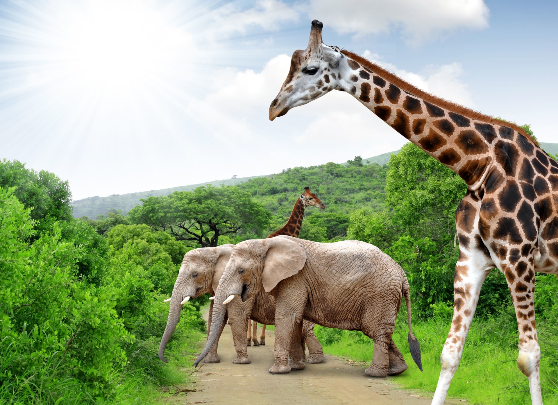 safari-elephant-girafe-nature-verdoyante