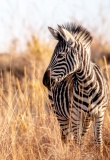 savane-kruger-zebre