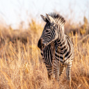 savane-kruger-zebre