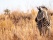 savane-kruger-zebre
