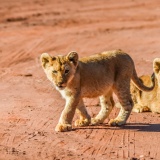lionceaux-piste-safari